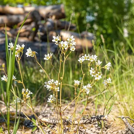 Glamping Snaeckoe Canvas & Kajak Geta